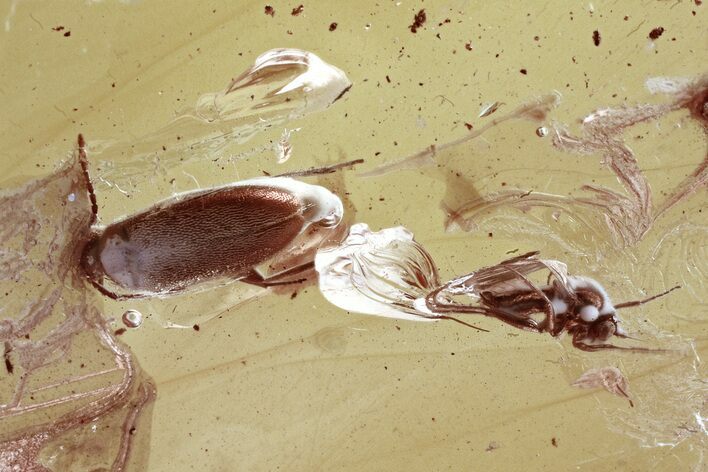 Detailed Fossil False Flower Beetle & Dance Fly in Baltic Amber #346591